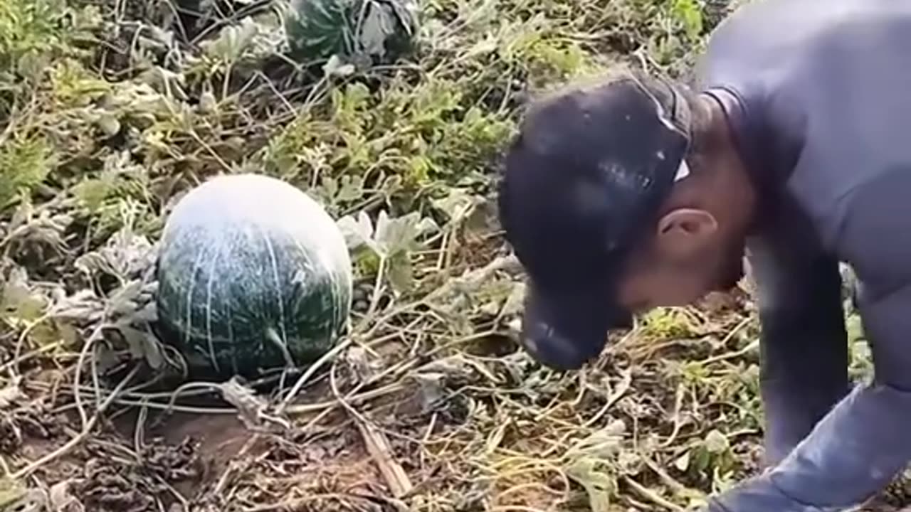 FP