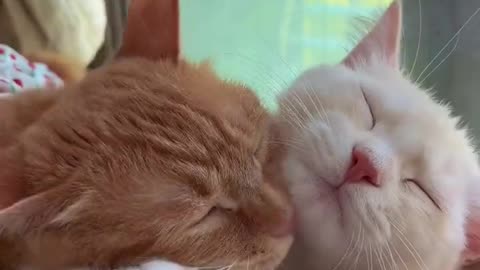 Cat love