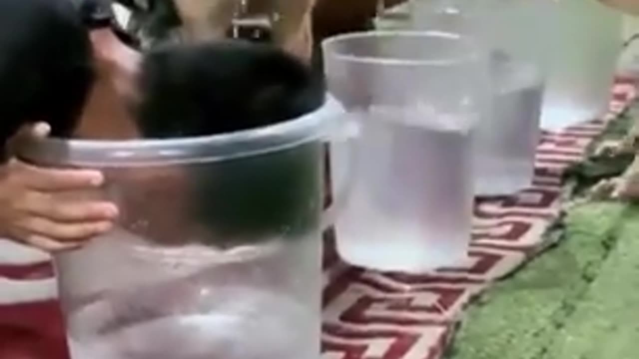 dog figured out that man is cheating