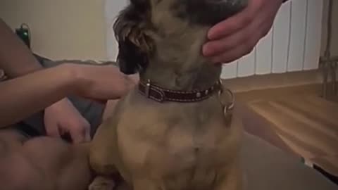 Pets That Will Make You Laugh/ Hilarious Pet/ Cutest Moments Ever 😂🐶 #Shorts