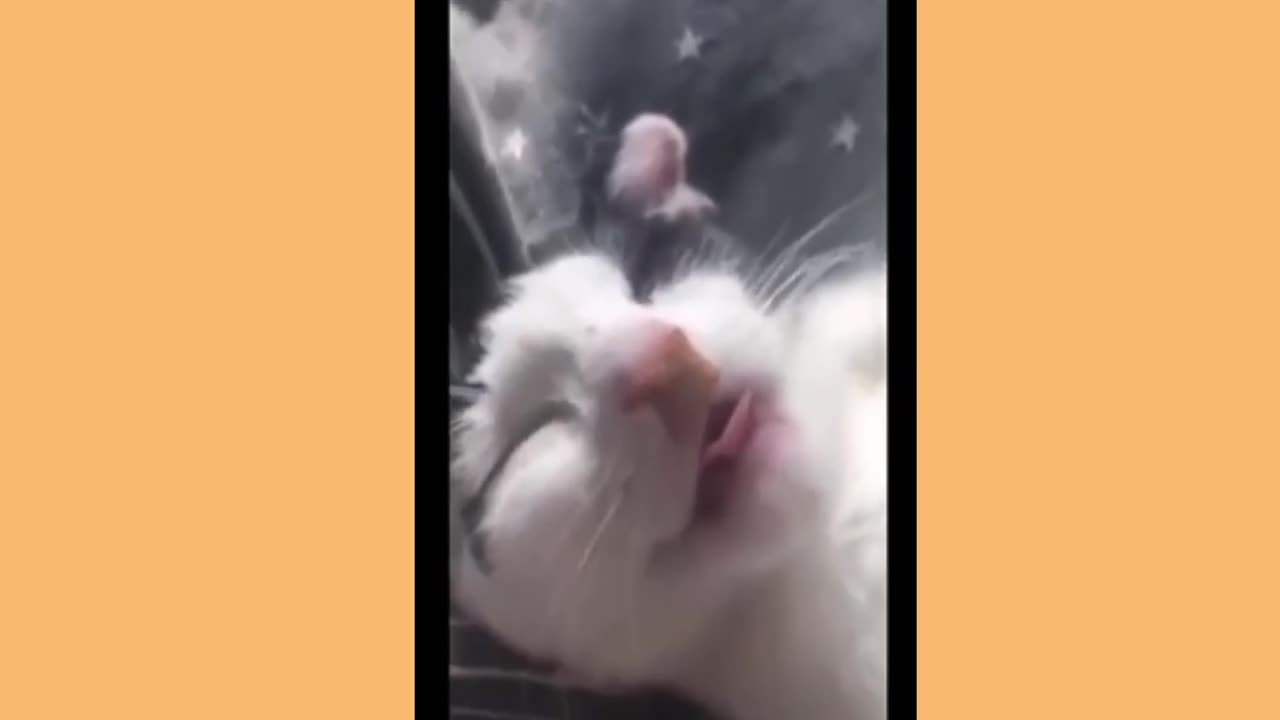 Skip navigation Search Create 9+ Avatar image Funny Animal Videos