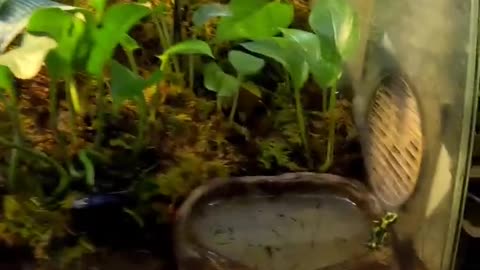 Poison dart frog at San Juan de Aragon Zoo in Mexico City