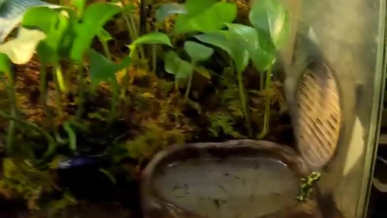 Poison dart frog at San Juan de Aragon Zoo in Mexico City