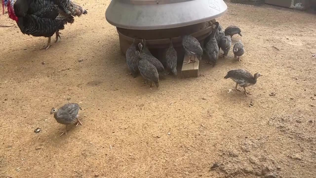 Snack Time for Baby Guineas