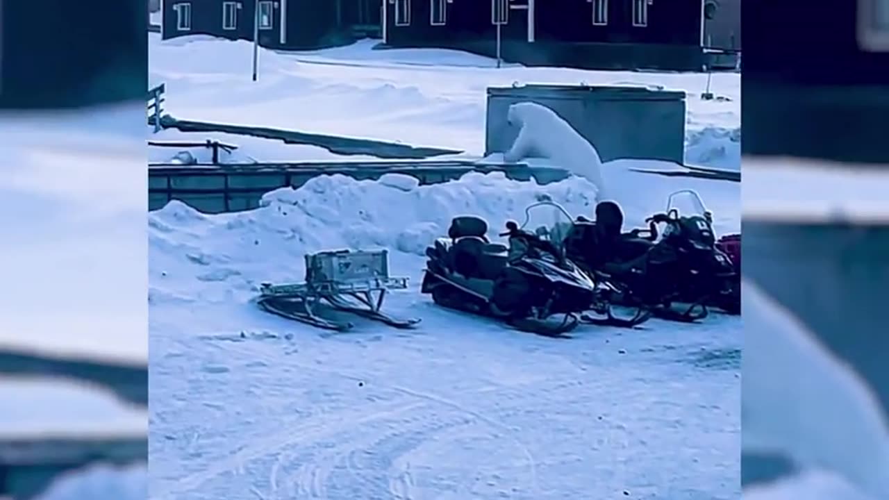 Polar Bear Chasing A Guy