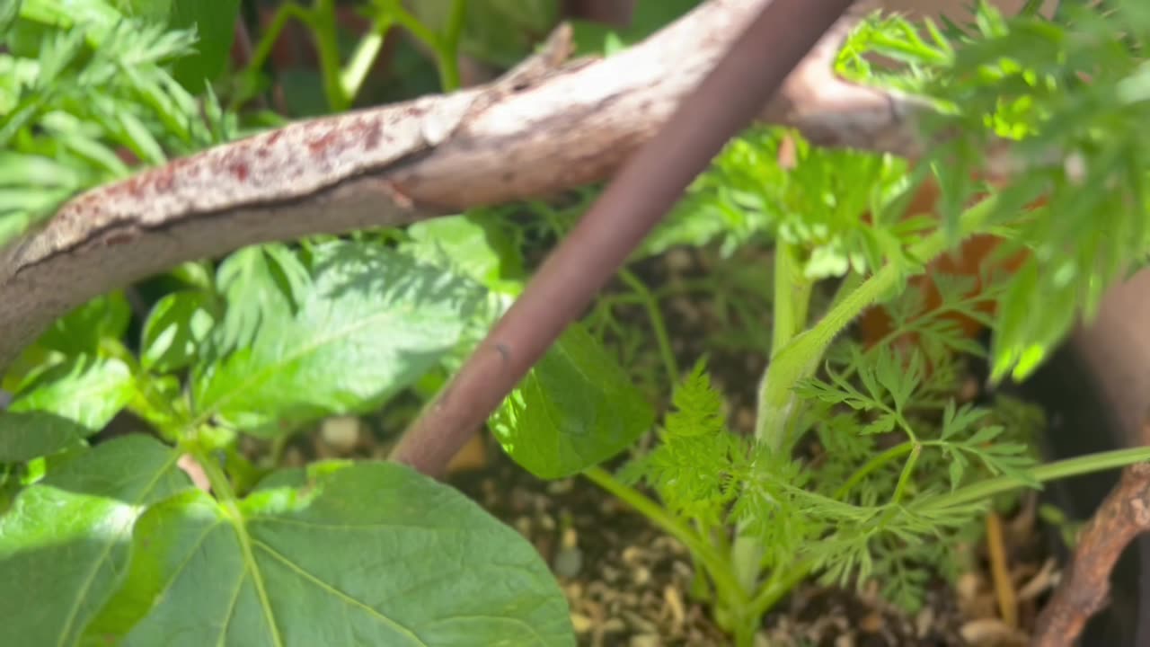 #Carrot & Potato plant