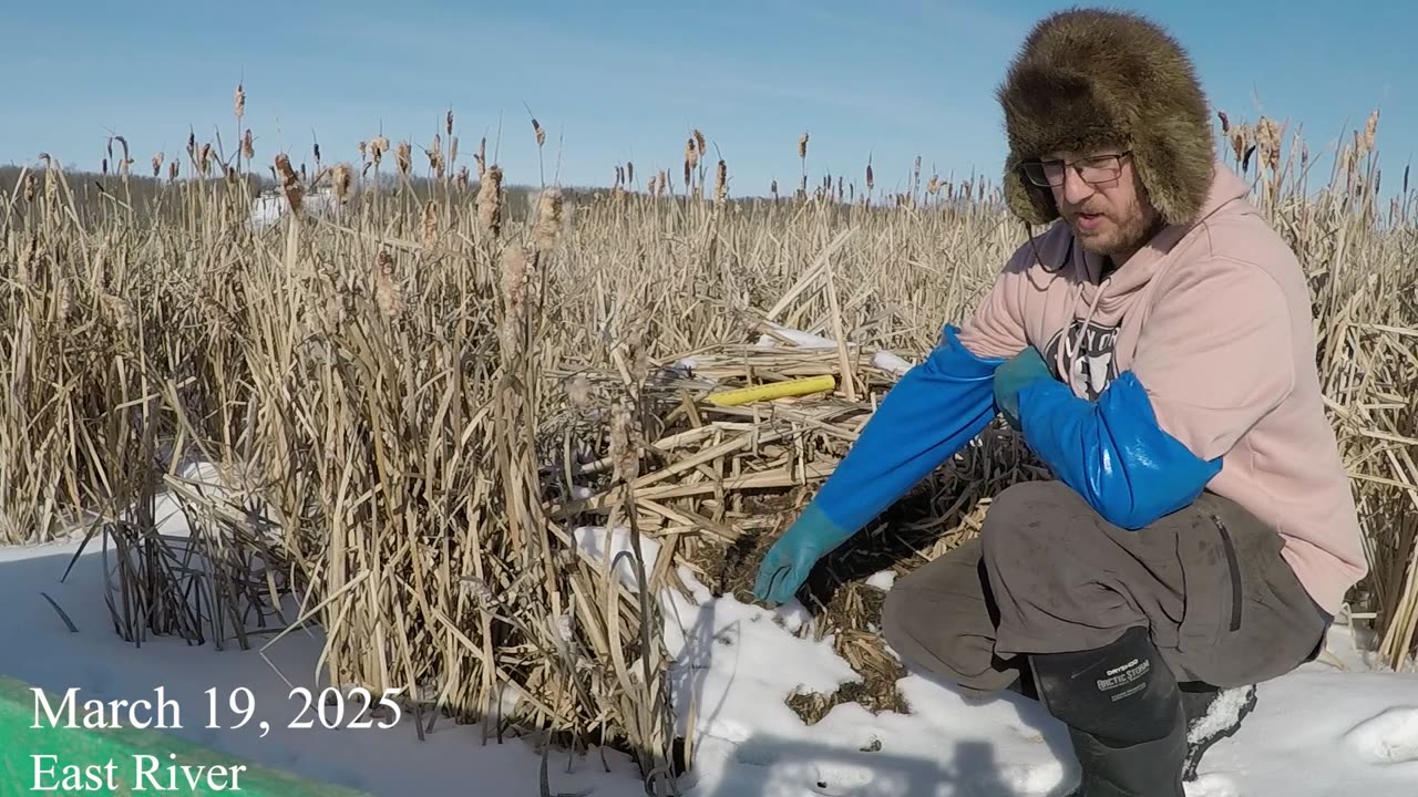 March 19, 2025 - Muskrat Trapping