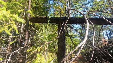 Bigfoot Evidence - path blocking, territorial markers?