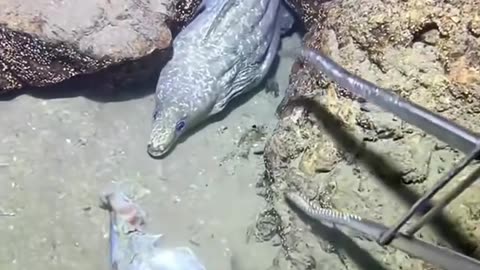 #seafood #ocean #diving #beach #murena #fishing