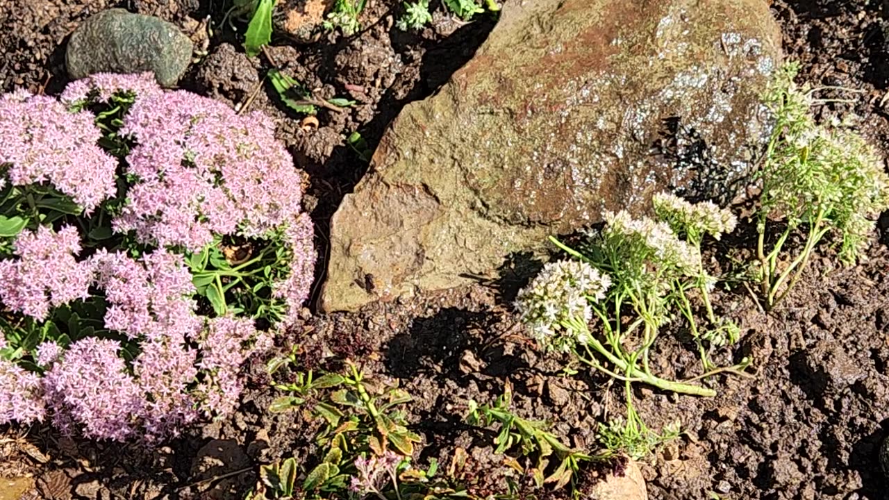 Rock 'N Round 'Bundle of Joy' Stonecrop Sedum