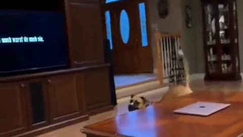 🐶😂 When Your Dog Won't Stop Barking at the TV! | Hilarious Lesson Time#DogLovers 🐶 #FunnyPets 😂