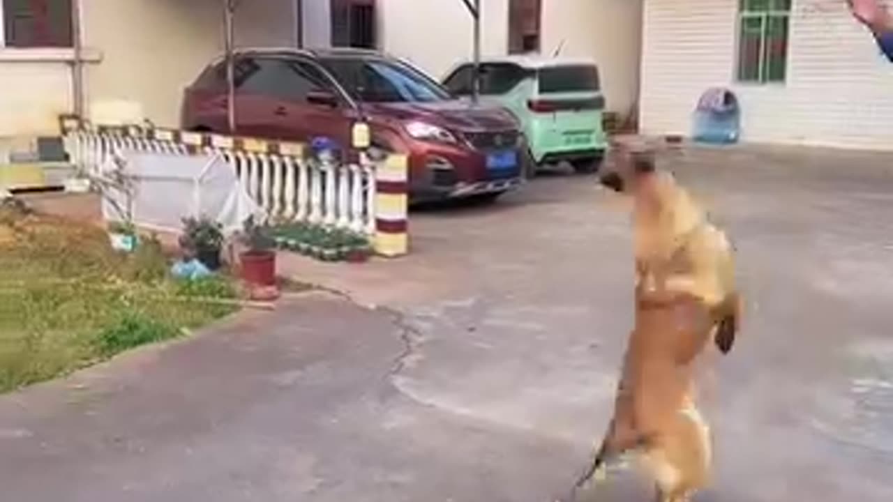 funny dogs