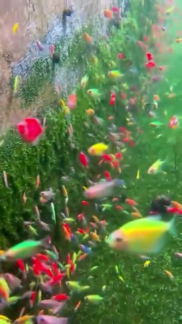Bro dumps a bucket of fish and its the most beautiful thing you'll see...