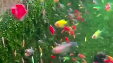 Bro dumps a bucket of fish and its the most beautiful thing you'll see...