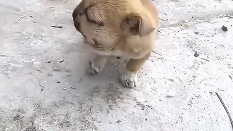 Funny 😂🤣 clip viral video