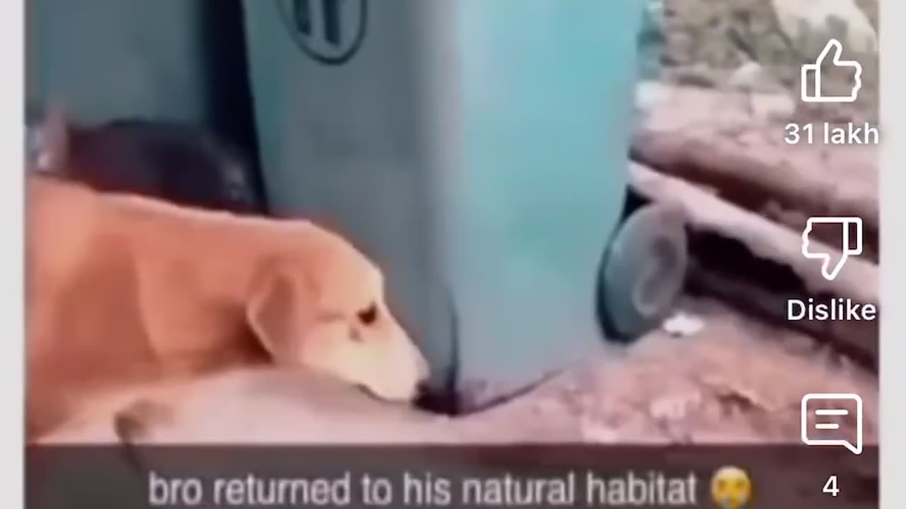 Funny video