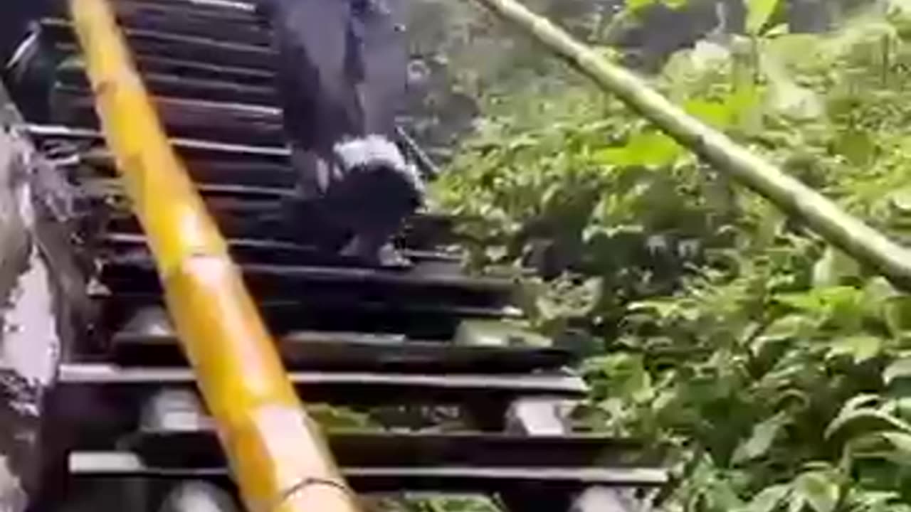 Funny video