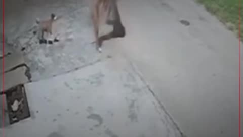 "Boys Create Chaos with Car in Jaipur – Shocking Road Stunt Caught on Camera!