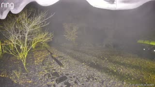 NW NC at The Treehouse 🌳 The night vision driveway camera Hard to believe it’s pitch black out there