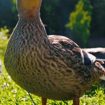 "This Duck Just Stole the Show! 🐤😂"