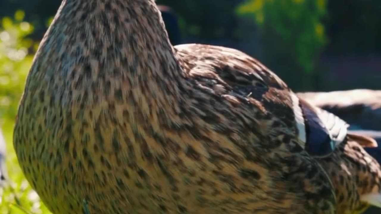 "This Duck Just Stole the Show! 🐤😂"