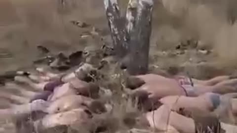 Furious Ukrainian Soldiers Stumble Upon a Massacre