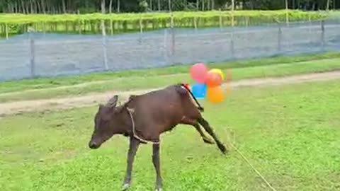 Comedy videos of cow 🐮