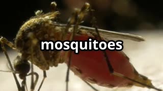 🦟⚠️ Mosquitoes The World's Deadliest Creatures! 🌍💉