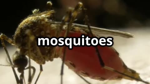🦟⚠️ Mosquitoes The World's Deadliest Creatures! 🌍💉