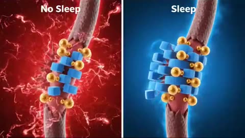🤯✨ Discover What Actually Happens Inside Your Muscles During Exercise! | FeedMyCuriosity