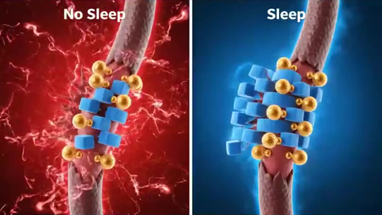 🤯✨ Discover What Actually Happens Inside Your Muscles During Exercise! | FeedMyCuriosity