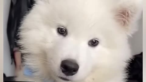 Cute Puppy Whining