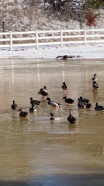 Ducks are working hard to keep the pond from freezing over