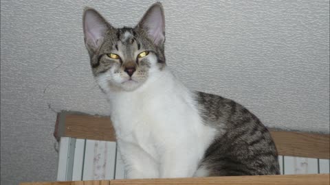In loving memory of my cat shelter
