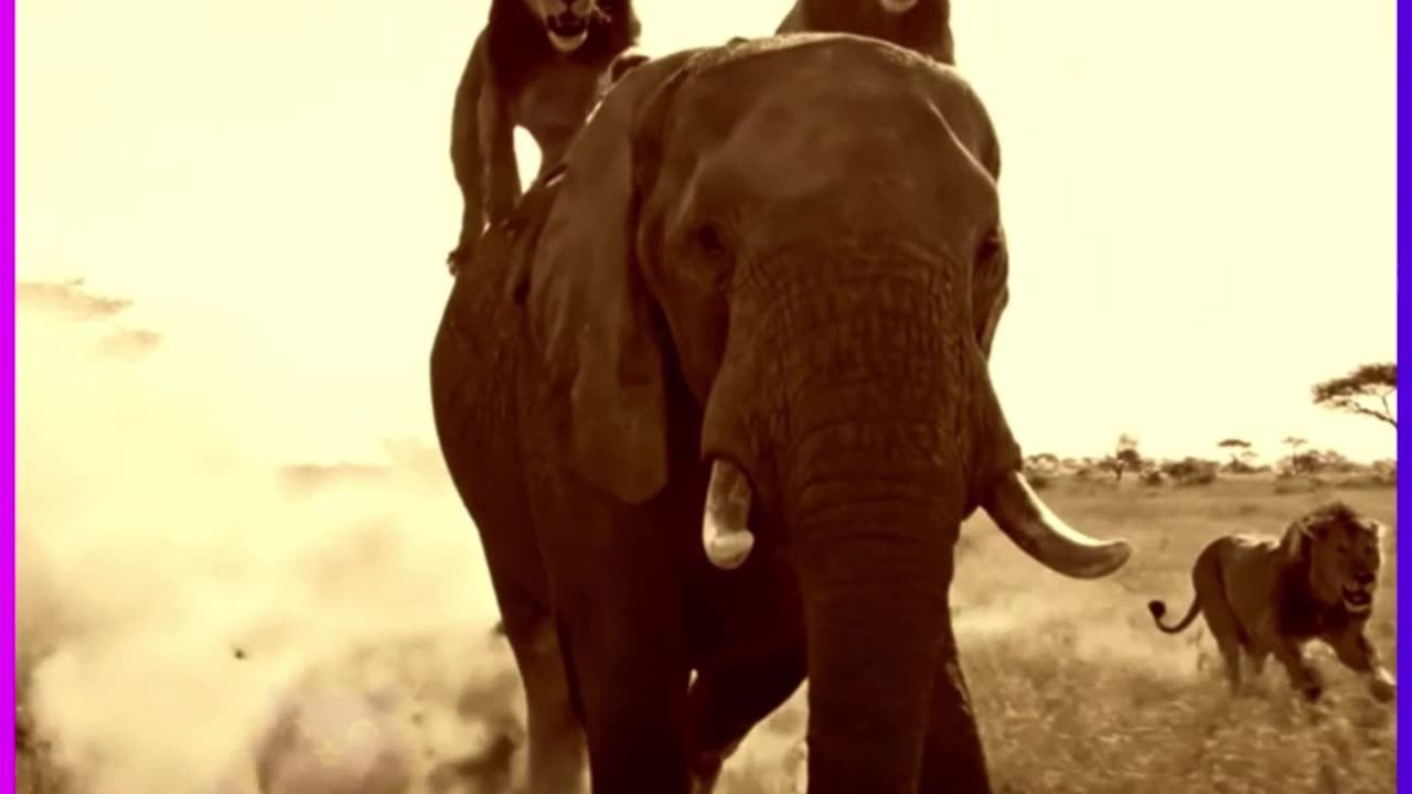 Elephant vs. Lion: When the King of the Jungle Needs a Timeout!