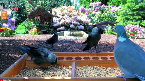 Jackdaws attack a young blackbird :(
