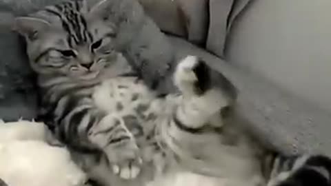 🐱 Funny cat videos | cute cats | Try not to laugh | Cat videos Compilation #shorts 🐈