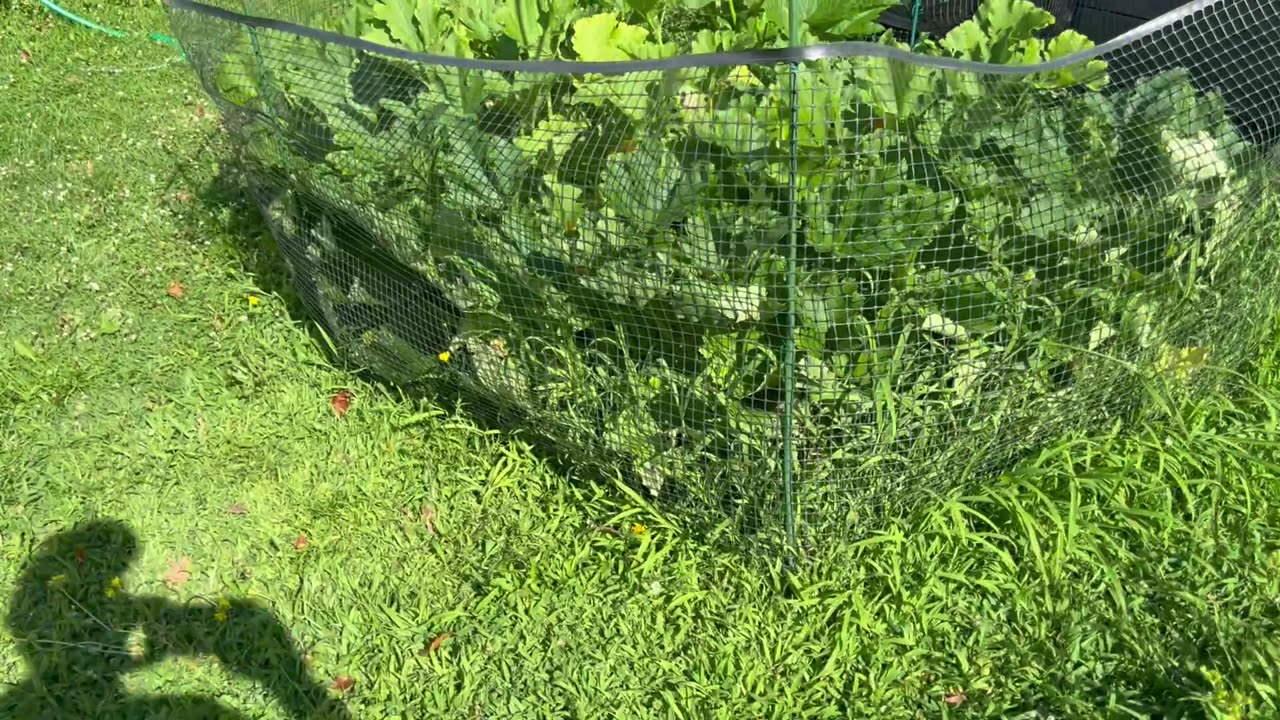 Garden Talk - July 26, 2025 🇺🇸