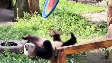 Video funny