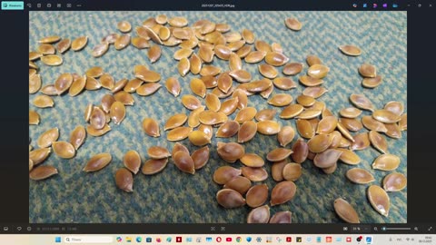 Профподвой бахчи, дыня, арбуз. Делаю сам, вскрытие гибридов, анализ, теория, варианты. Подвой