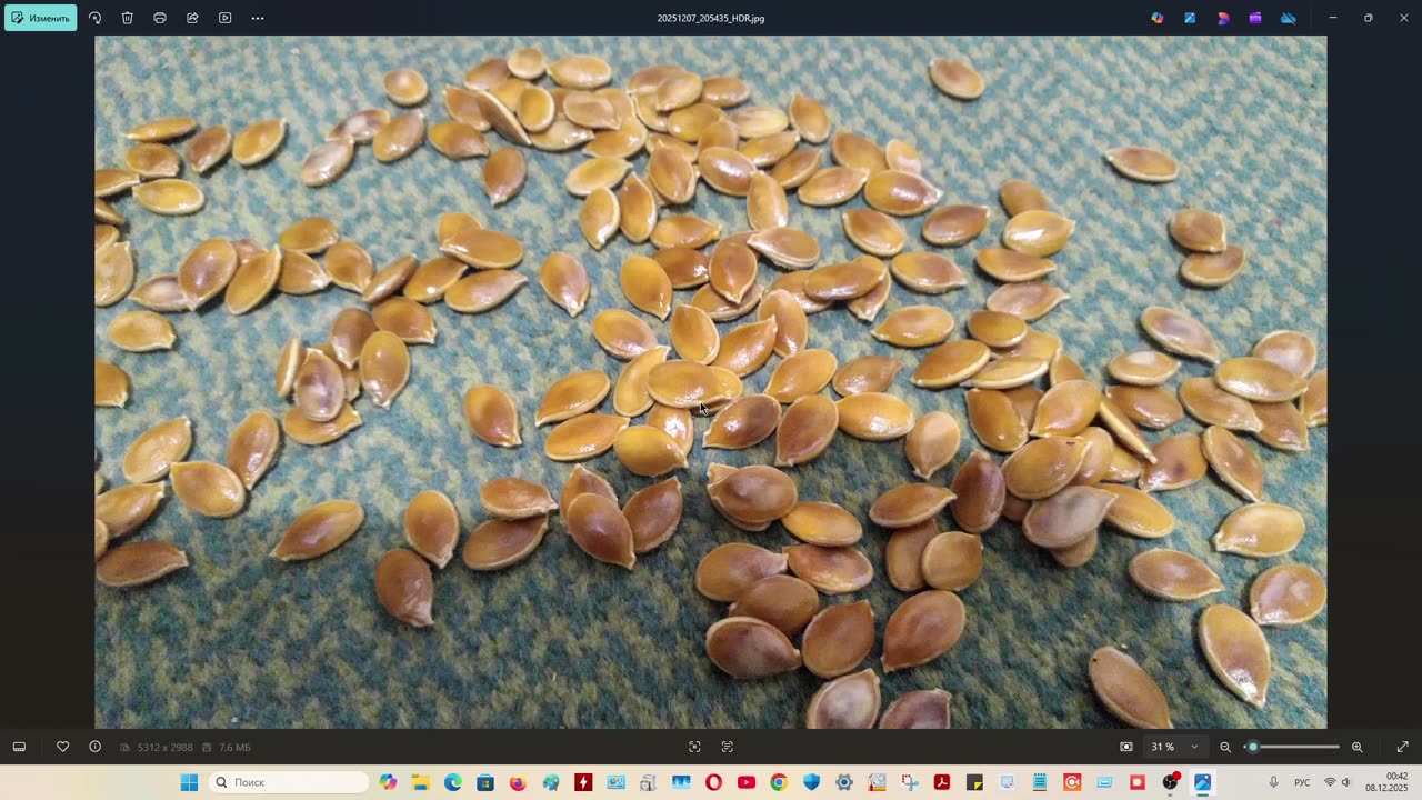 Профподвой бахчи, дыня, арбуз. Делаю сам, вскрытие гибридов, анализ, теория, варианты. Подвой