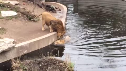 Un lion chute dans l'eau