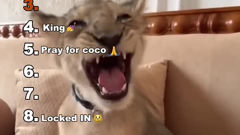 Funniest Medazelli🤣#ranking #tiktok