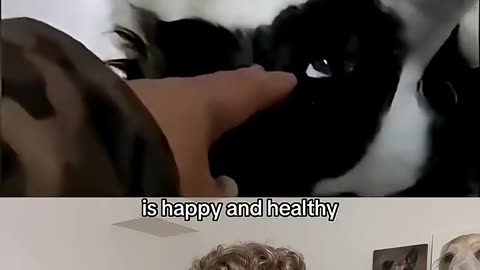 Top 5 Dogs of the Week