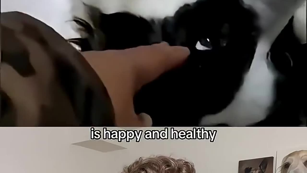 Top 5 Dogs of the Week