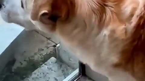 The dog shivered at the sight of the cat