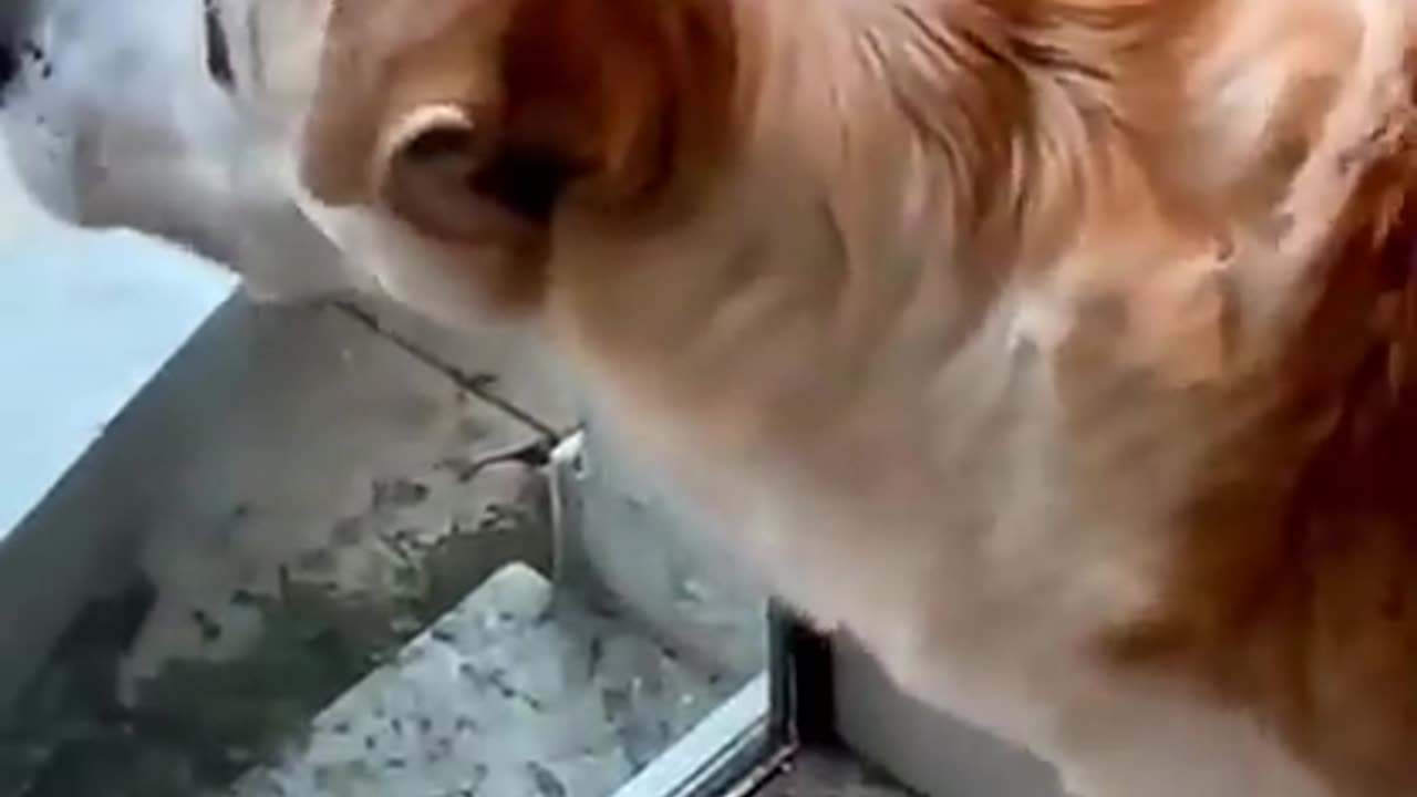 The dog shivered at the sight of the cat