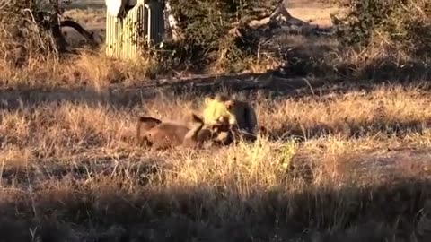 Lions King