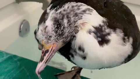 Duck Having A Blast In The Bath