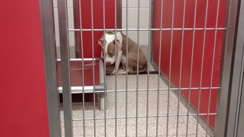 Bella 3y A831564 kennel 31 pod 2 PACC shelter once she laid down relaxed by door I opened20250808960